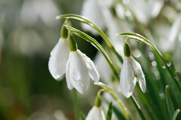 snowdrop flower in morning dew, soft focus, perfect for postcard