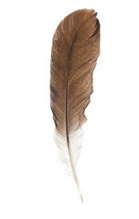 Fototapeta na wymiar feather pen isolated on white
