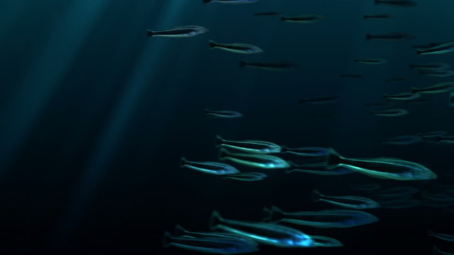 Shoal of fishes with alpha channel