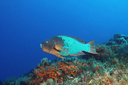 Rainbow Parrotfish (Scarus guacamaia) - Cozumel, Mexico