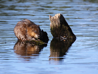 muskrat eats algae in the middle of the water
