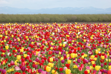 Tulip Field in Spring