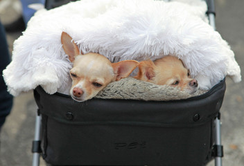 chihuahuas in stroller