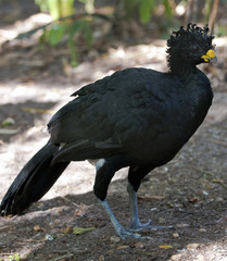 Great Curassow