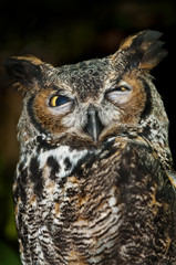 Great Horned Owl