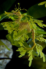 Naklejka premium Leafy Dragon Seahorse