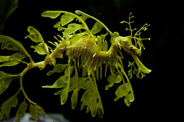 Fototapeta premium Leafy Dragon Seahorse