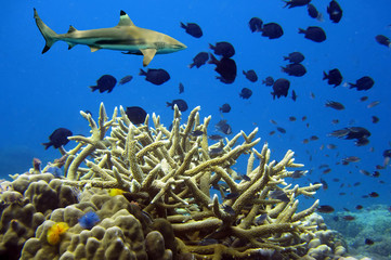Whitetip sharks over coral reef