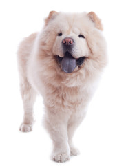 Obraz premium Chow chow blanc isolé sur fond blanc