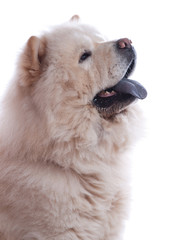 chow chow blanc de profil