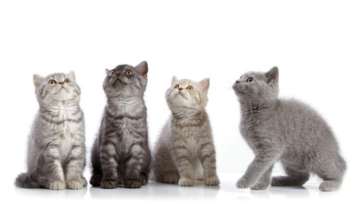 four british short hair kittens