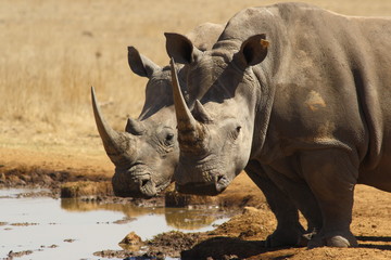 Rhino Twins