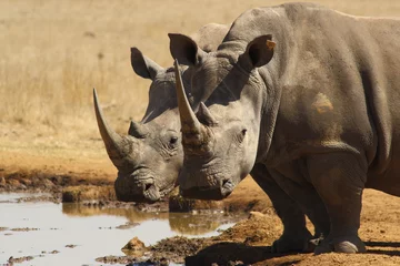 Zelfklevend Fotobehang Rhino Twins © hannesthirion