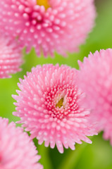 Daisy flowers in the garden