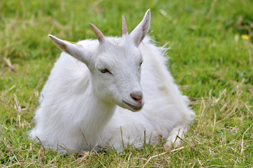 White goat lying on grass