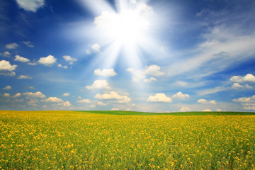 Obraz premium Rape field