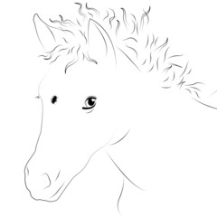 Fohlen als Strichzeichnung zum Ausmalen