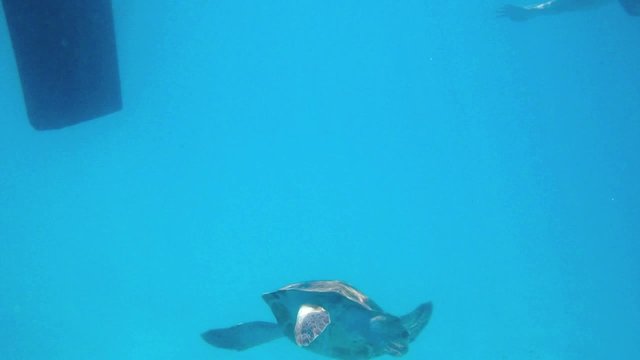 wasserschildkroete