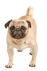 standing pug