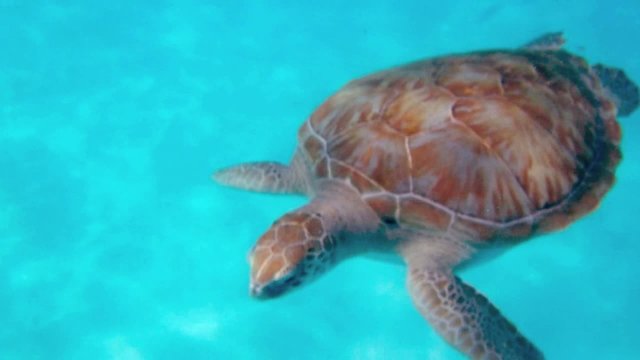 wasserschildkr&ouml;te