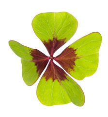 Four leaf clover  symbol of good luck