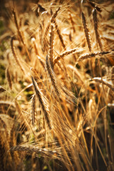 wheat ears