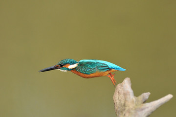 カワセミの飛び出し