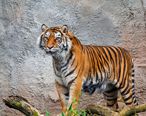 Fototapeta premium Sumatran Tiger