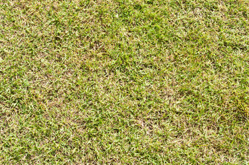 Grass02