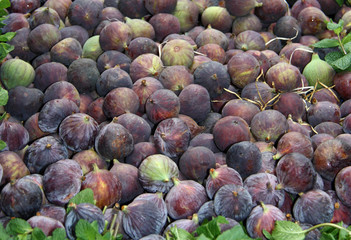 A Delicious Display of Freshly Picked Figs.