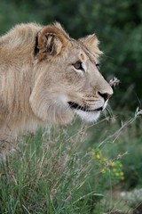 Lion Stare