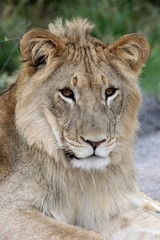 Young Wild Lion