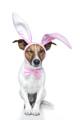 dog as bunny