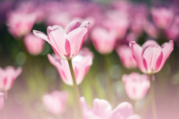 Close up photo of pink tulips in soft focus