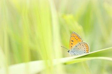 Butterfly on a spring meadow in the sunshine