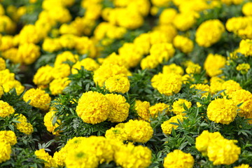 flower field