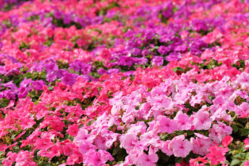 Fototapeta premium flower field