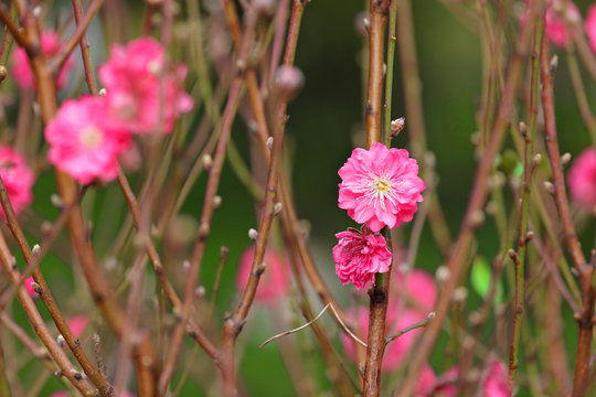 Peach Blossom , Decoration Flower For Chinese New Year