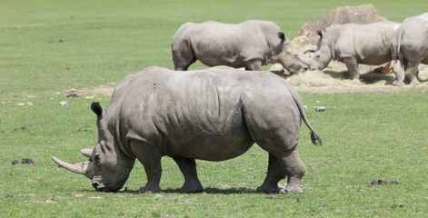 Fototapeta premium White rhinoceroses in field