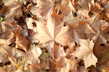 dry leaf background