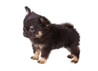 Spitz puppy in front of white background . Pomeranian dog isolat