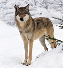 Wolf