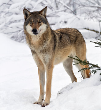 Wolf