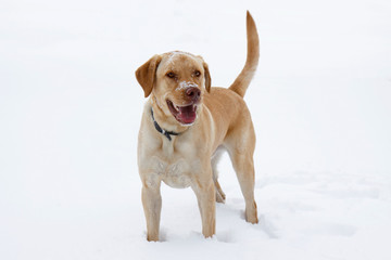 yellow labrador plays in the snow