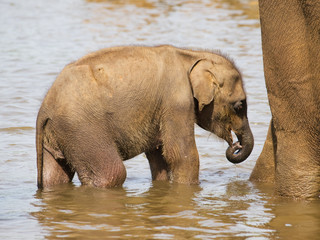 Baby of asian elephant bathing in river