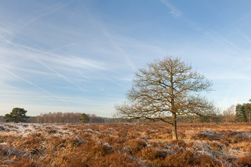 Heather landscape in winter
