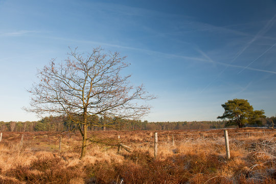 Heather landscape in winter
