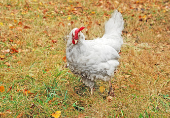 White hen in yellow autumn grass of courtyard