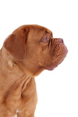 portrait of bordeaux dog in profile isolated