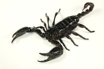 Scorpion, heller Hintergrund